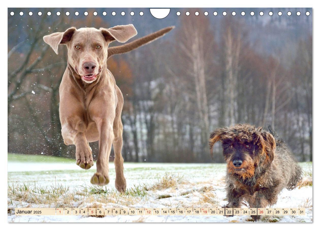 Bild: 9783435050611 | Weimaraner. Edel, elegant und klug (Wandkalender 2025 DIN A4 quer),...