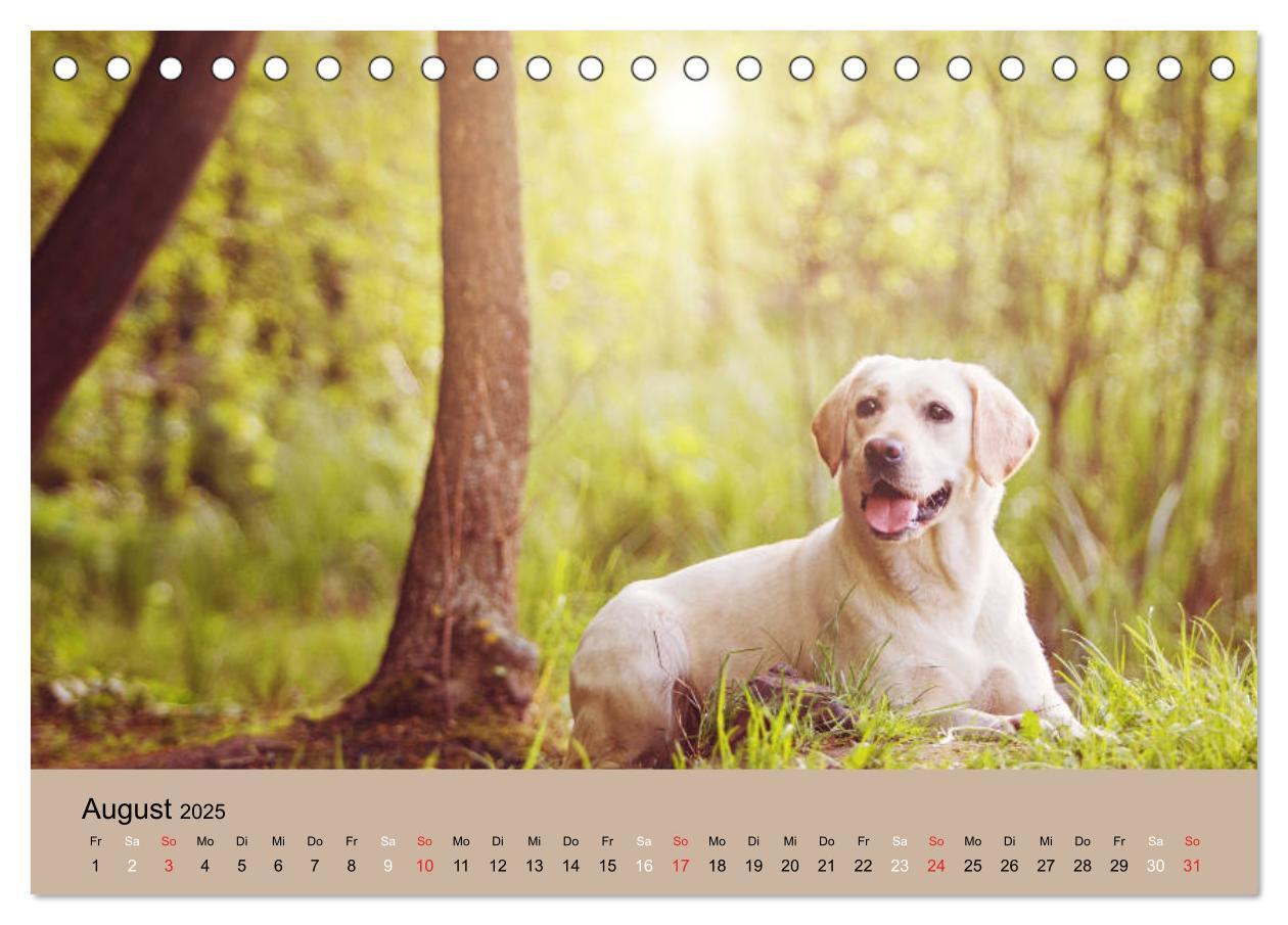 Bild: 9783435160242 | Labrador Retriever unsere Freunde (Tischkalender 2025 DIN A5 quer),...