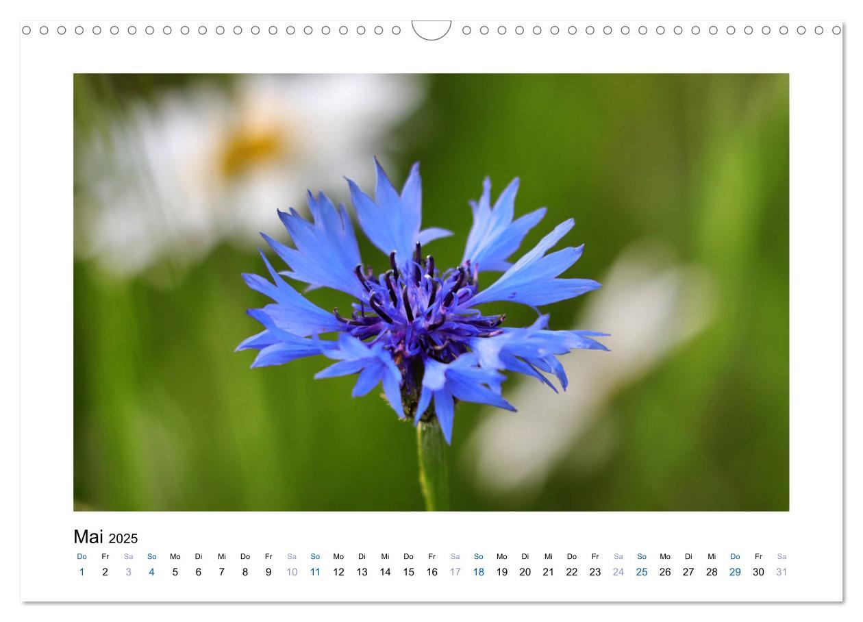 Bild: 9783435398225 | Kornblumen - Blaue Schönheiten (Wandkalender 2025 DIN A3 quer),...