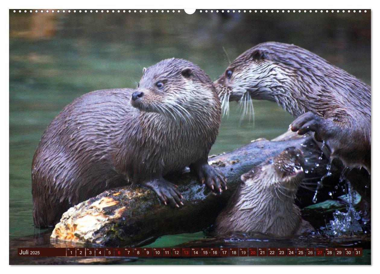 Bild: 9783435605323 | Otter. Frech, laut und clever (Wandkalender 2025 DIN A2 quer),...