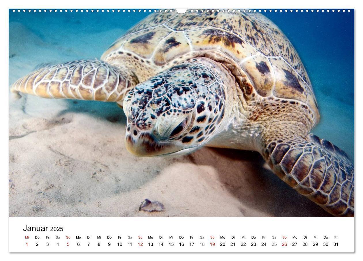 Bild: 9783435615247 | Highlights aus dem Meer - Tauchkalender (Wandkalender 2025 DIN A2...