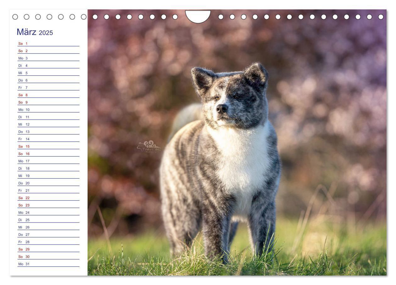 Bild: 9783435102235 | Japans Seelenhunde (Wandkalender 2025 DIN A4 quer), CALVENDO...