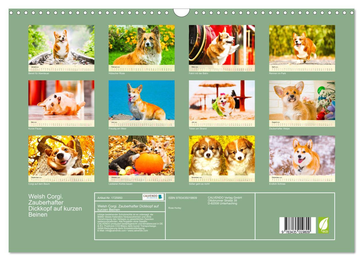 Bild: 9783435019809 | Welsh Corgi. Zauberhafter Dickkopf auf kurzen Beinen (Wandkalender...