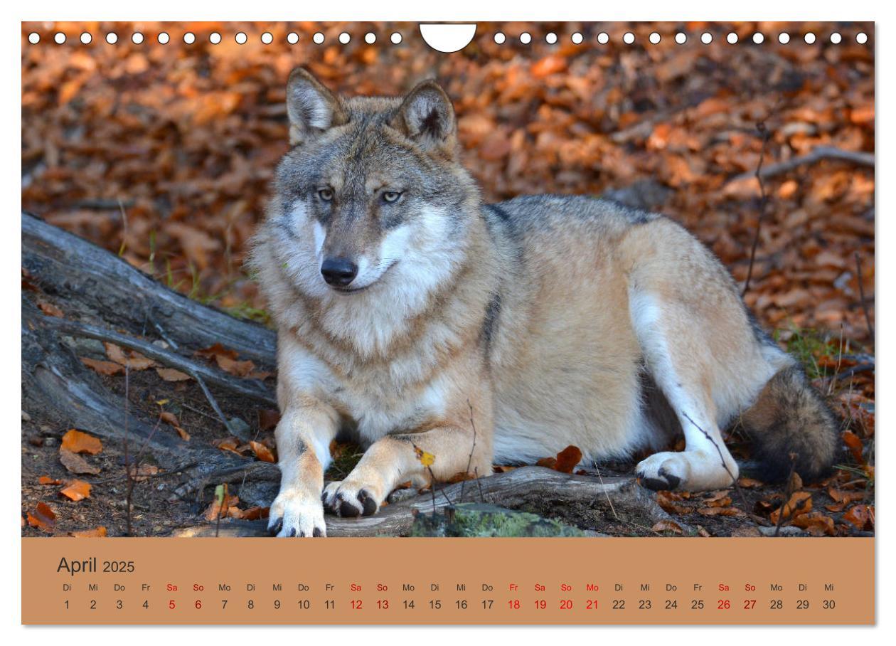 Bild: 9783435393817 | Begegnungen DER WOLF (Wandkalender 2025 DIN A4 quer), CALVENDO...