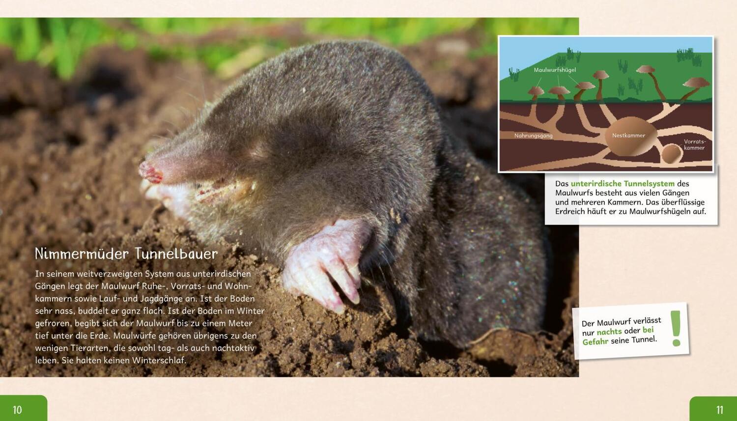 Bild: 9783480236572 | Meine große Tierbibliothek: Der Maulwurf | Jens Poschadel | Buch