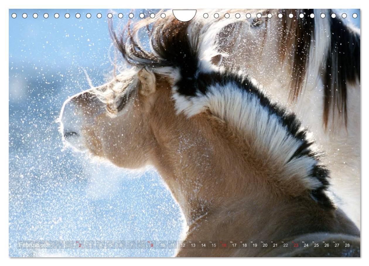 Bild: 9783435754533 | Fjordpferde - Norweger (Wandkalender 2025 DIN A4 quer), CALVENDO...