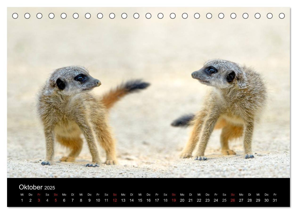 Bild: 9783435781386 | Lustige Erdmännchen (Tischkalender 2025 DIN A5 quer), CALVENDO...