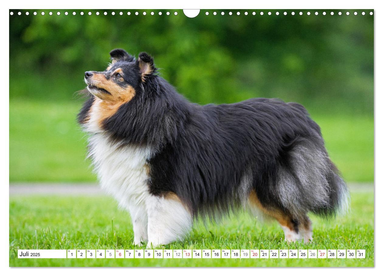 Bild: 9783435131648 | Hütehund der Shetland Inseln - Shetland Sheepdog (Wandkalender 2025...