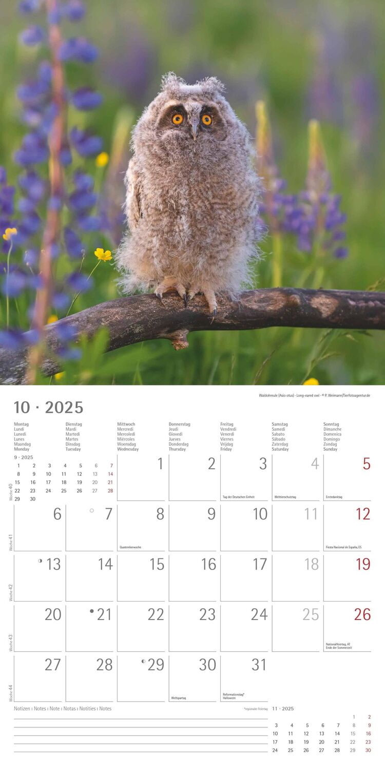 Bild: 4251732340773 | Tierbabys 2025 - Broschürenkalender 30x30 cm (30x60 geöffnet) -...