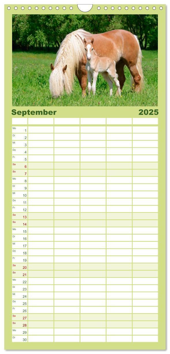 Bild: 9783457110775 | Familienplaner 2025 - Haflinger Fohlen mit 5 Spalten (Wandkalender,...