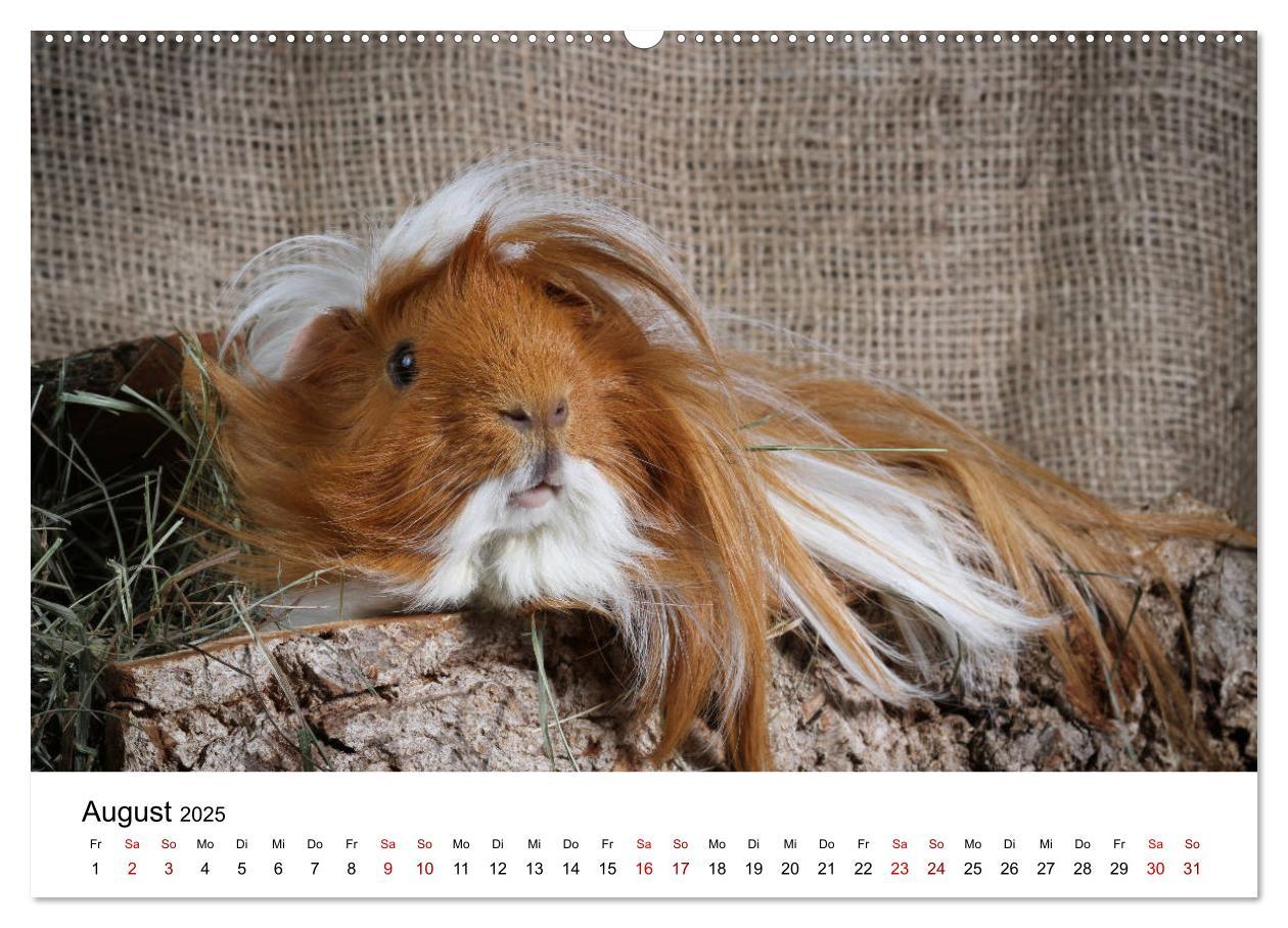 Bild: 9783435447978 | Unsere Meerschweinchen (Wandkalender 2025 DIN A2 quer), CALVENDO...