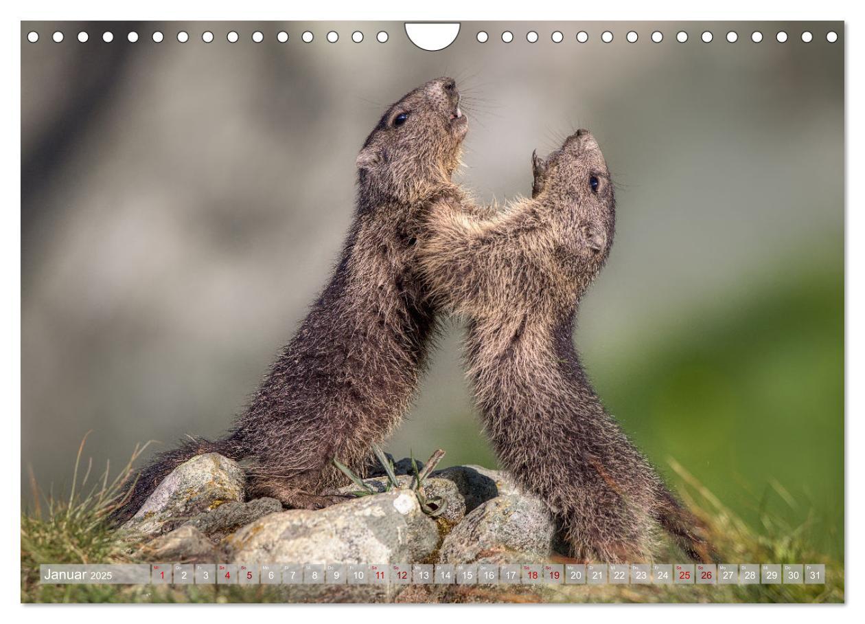 Bild: 9783457163948 | Tiere der Alpen - Murmeltier-Kinder (Wandkalender 2025 DIN A4...