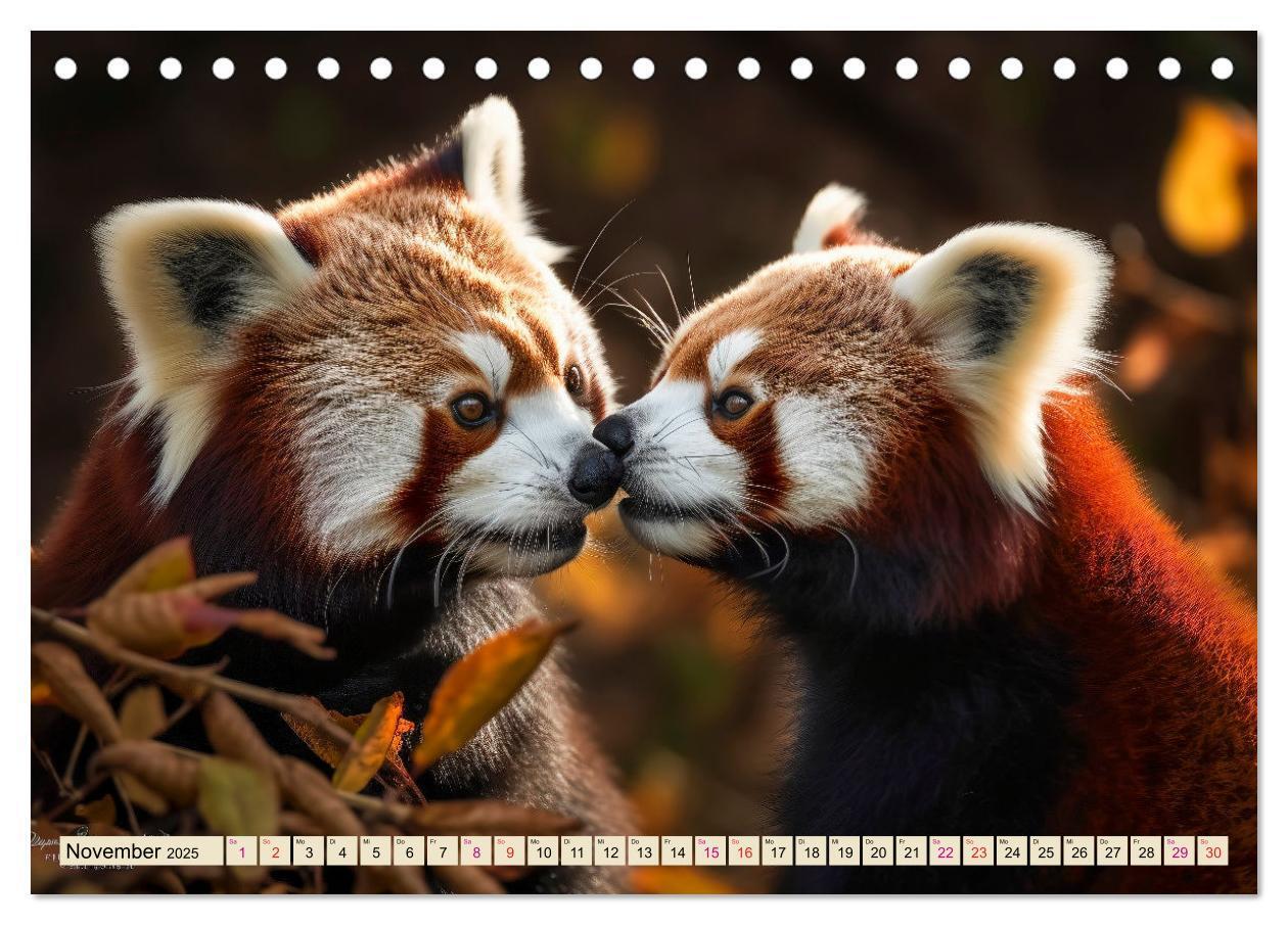 Bild: 9783383905902 | Roter Panda - gefährdeter Katzenbär (Tischkalender 2025 DIN A5...