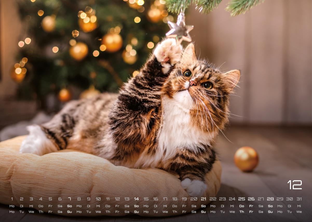 Bild: 9783986733865 | Miau - Unsere Stubentiger - Der Katzenkalender - 2025 - Kalender...