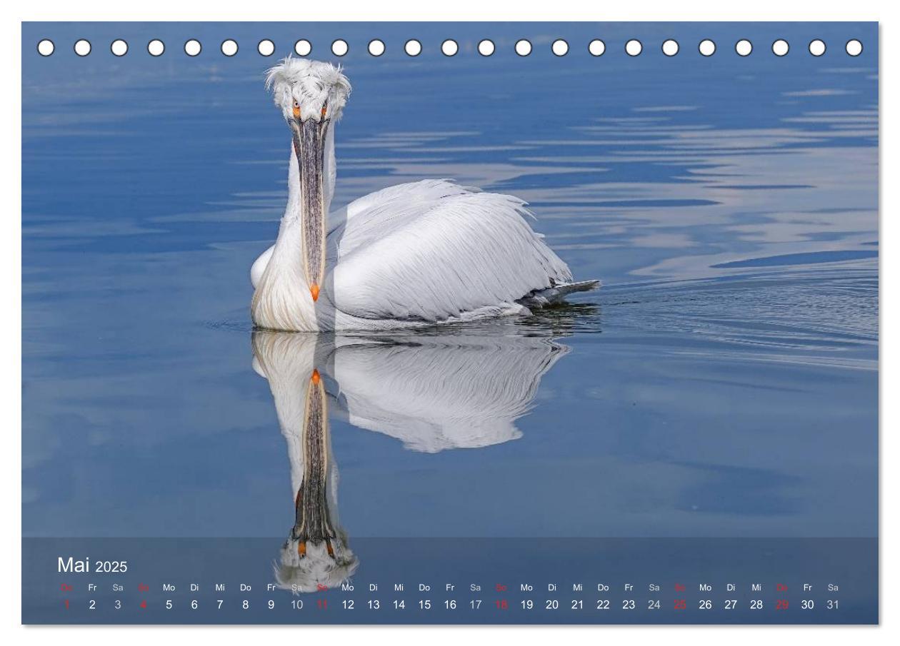 Bild: 9783435698523 | Pelikan-Kalender (Tischkalender 2025 DIN A5 quer), CALVENDO...