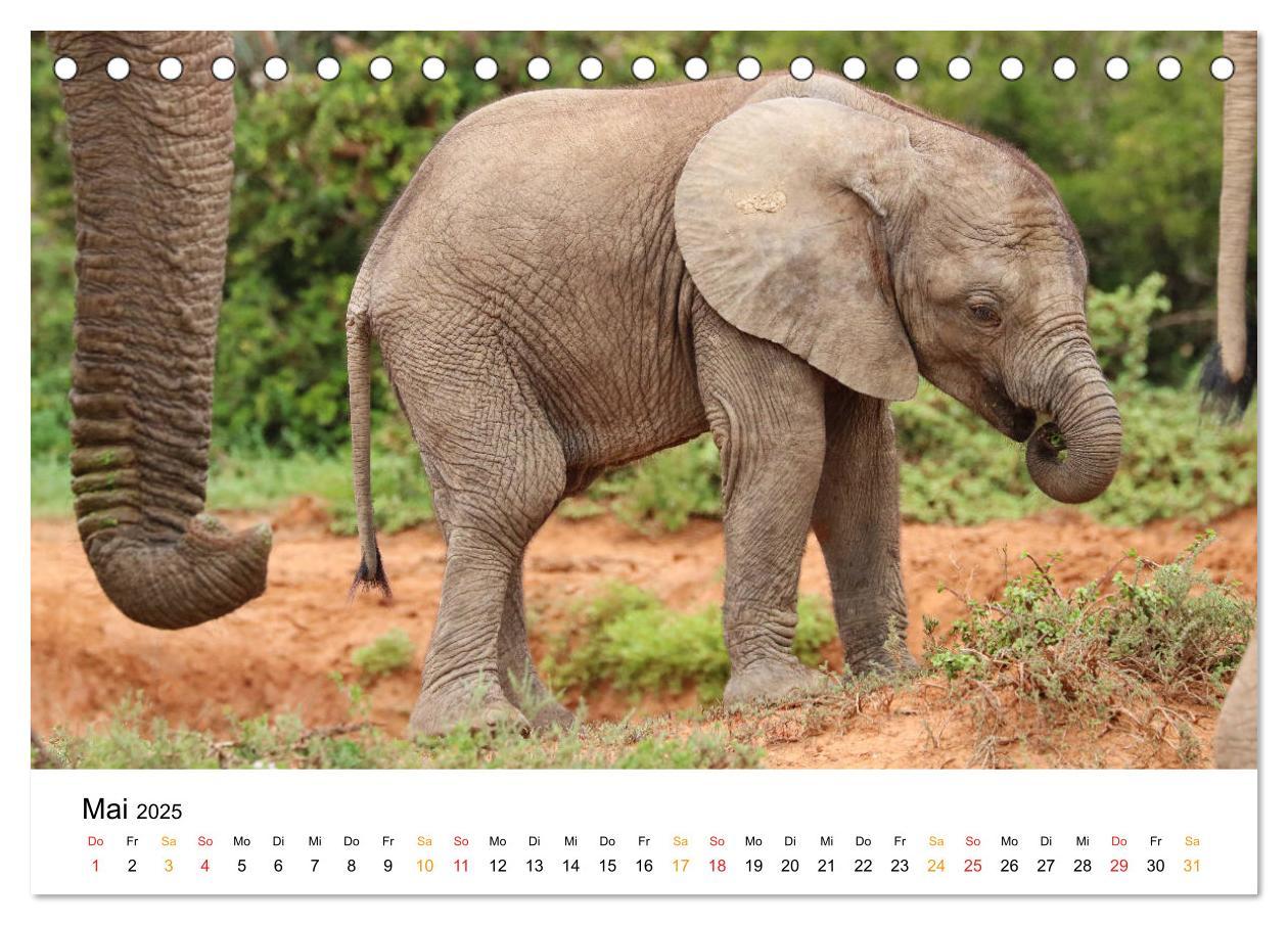 Bild: 9783435227921 | ADDO ELEPHANT NATIONAL PARK Elefanten Babies (Tischkalender 2025...