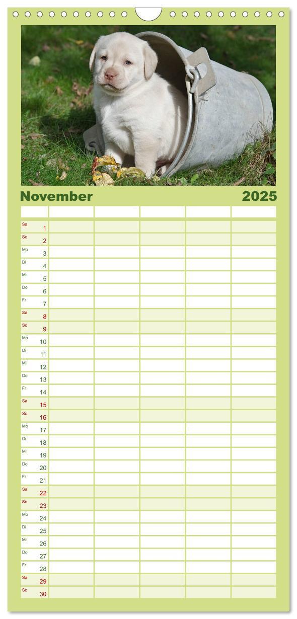 Bild: 9783457110102 | Familienplaner 2025 - Labrador Welpen mit 5 Spalten (Wandkalender,...