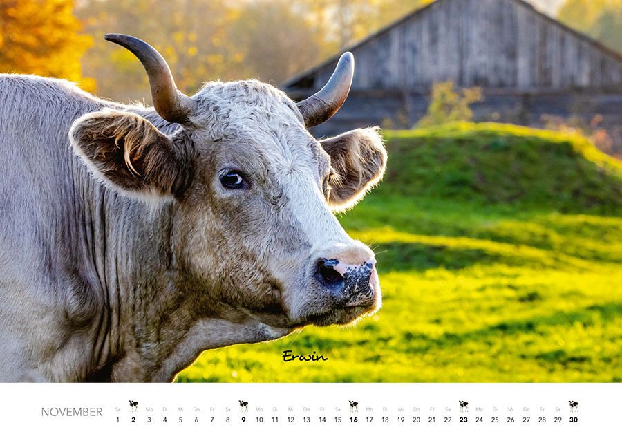 Bild: 9783966648226 | Kühe Kalender 2025 Wandkalender | J.-L. Klein (u. a.) | Kalender