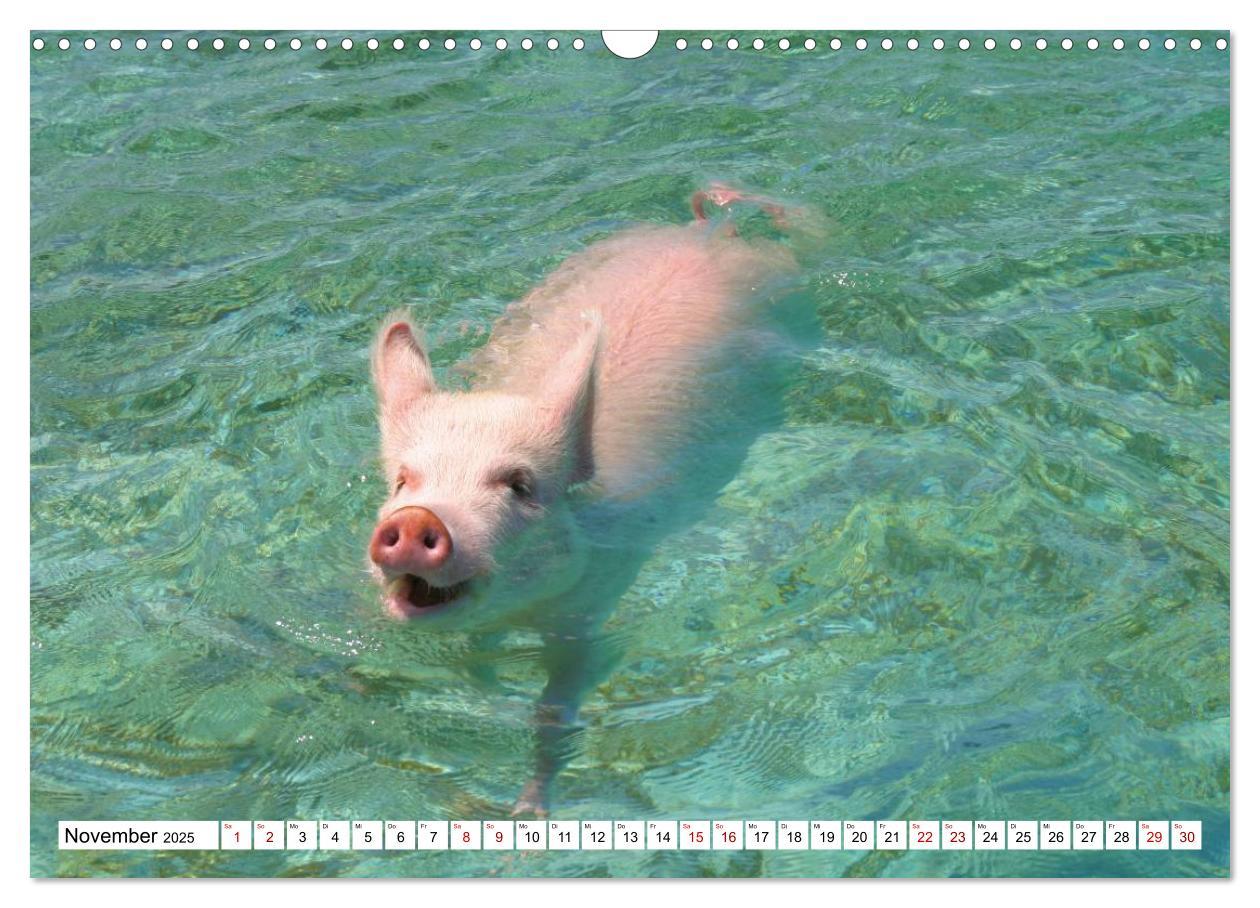 Bild: 9783435421169 | Schweine im Dauerurlaub auf den Bahamas! (Wandkalender 2025 DIN A3...