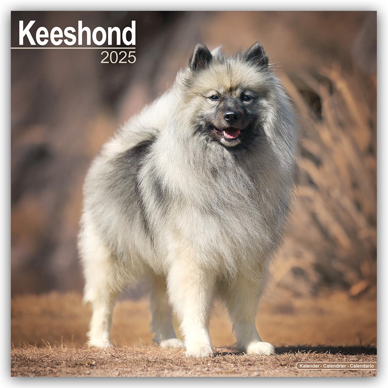 Cover: 9781804603574 | Keeshond - Wolfsspitz 2025 - 16-Monatskalender | Ltd | Kalender | 2025