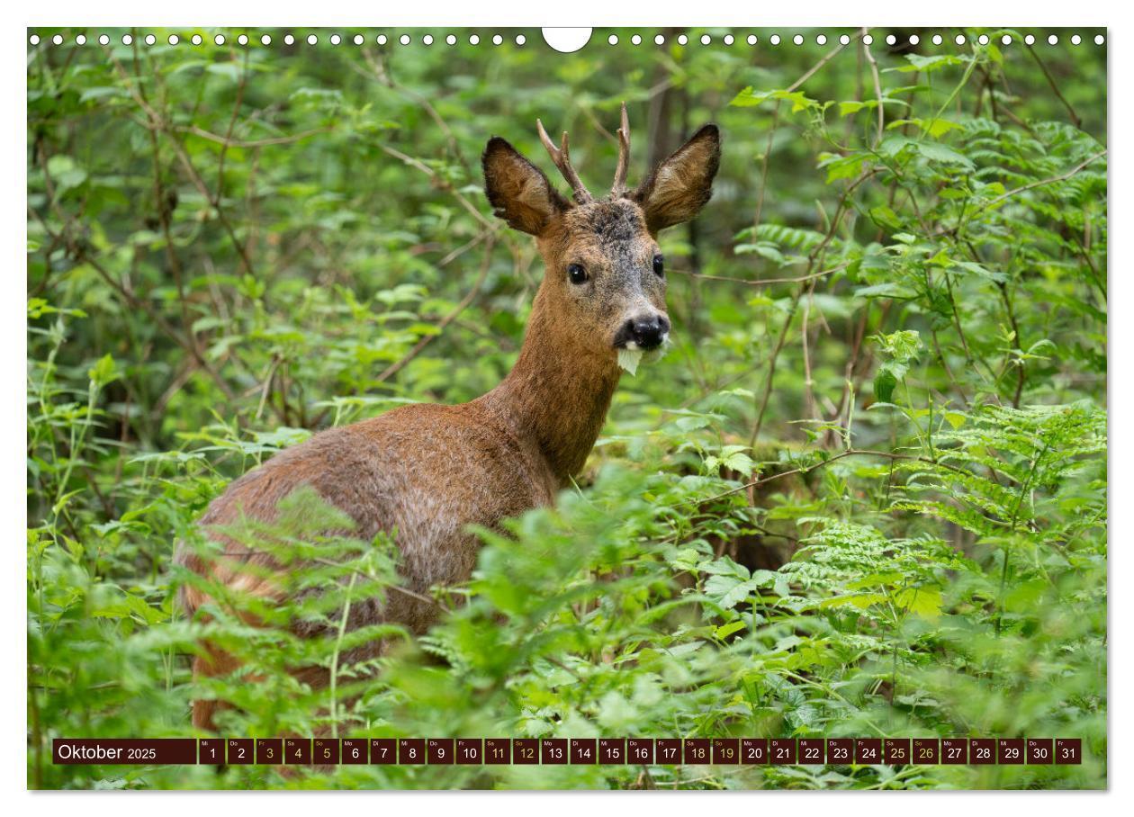 Bild: 9783457175989 | Zauberhafte Wesen - anmutiges Rehwild (Wandkalender 2025 DIN A3...