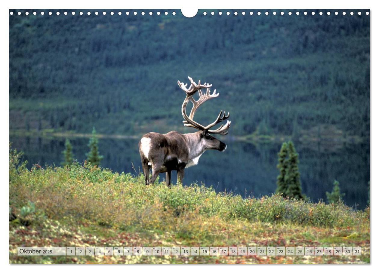 Bild: 9783435710515 | Wildes Alaska Christian Heeb (Wandkalender 2025 DIN A3 quer),...