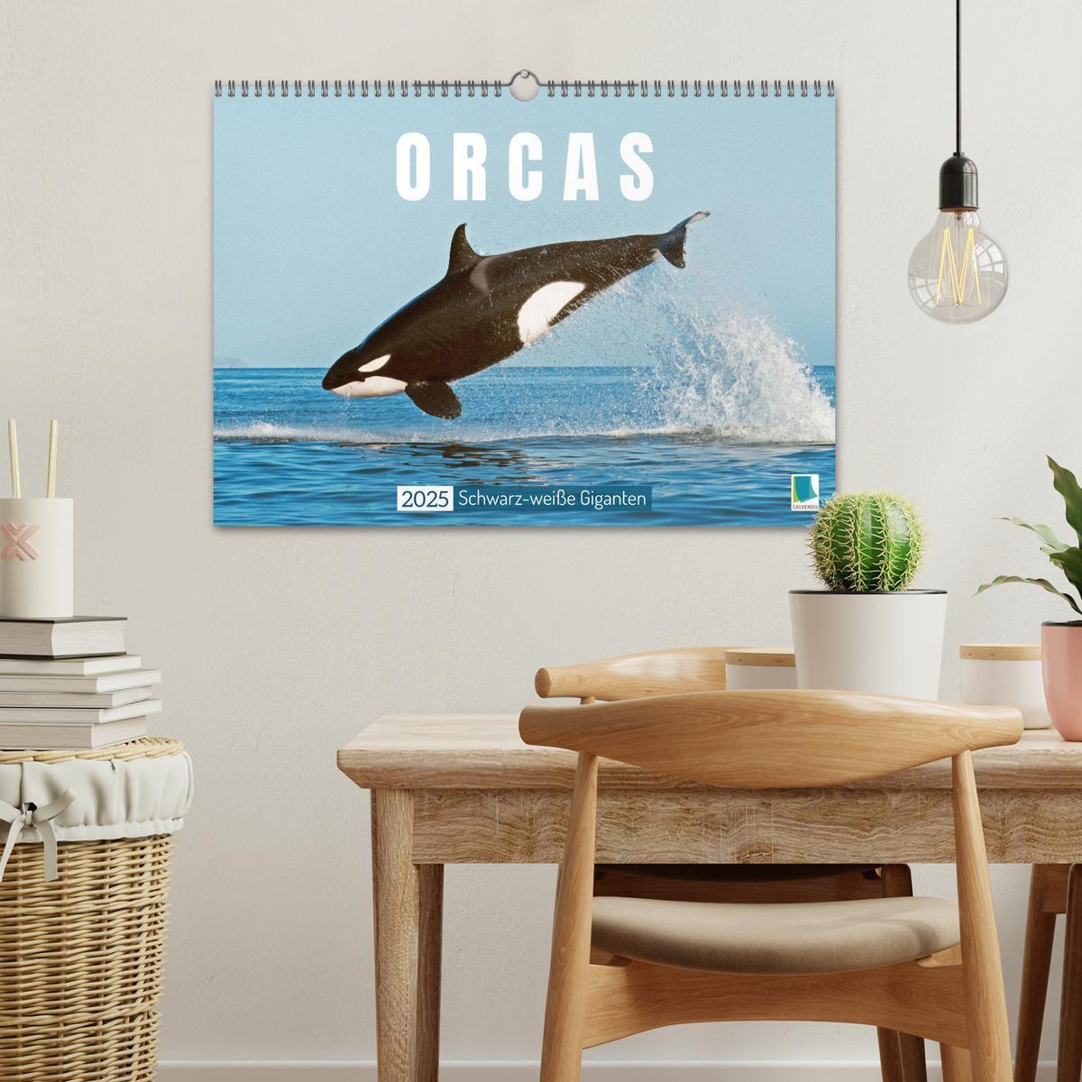 Bild: 9783383864605 | Orcas: Schwarz-weiße Giganten (Wandkalender 2025 DIN A3 quer),...