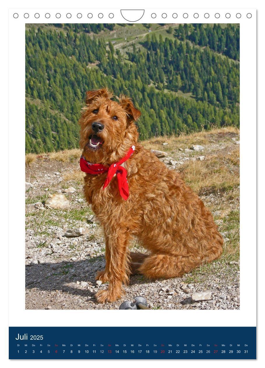 Bild: 9783435951222 | Kelly - Ein Irish Terrier macht Urlaub (Wandkalender 2025 DIN A4...