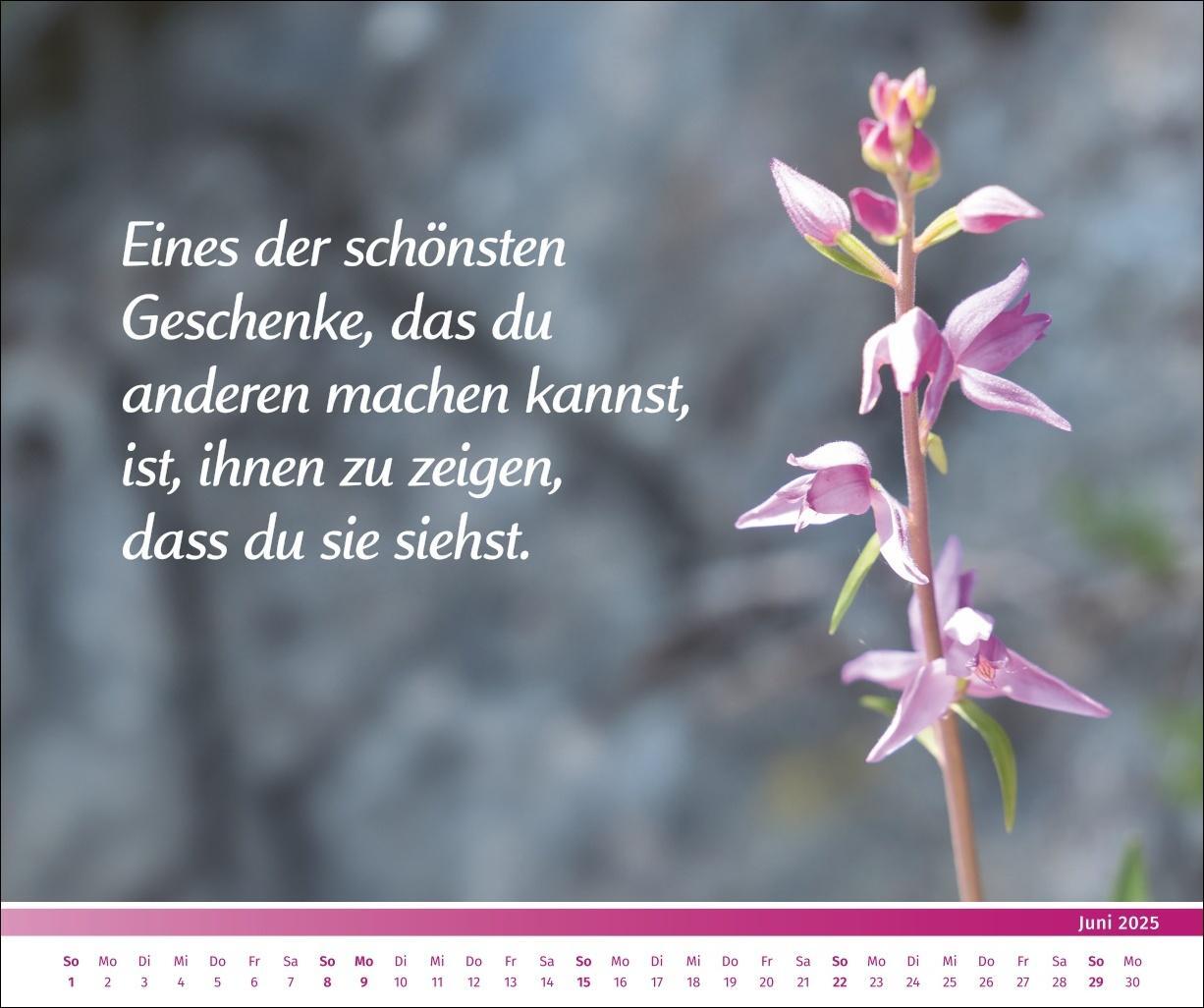 Bild: 9783840196089 | PAL - Der Lebensfreude-Inspirationen-Kalender 2025 | Pal | Kalender