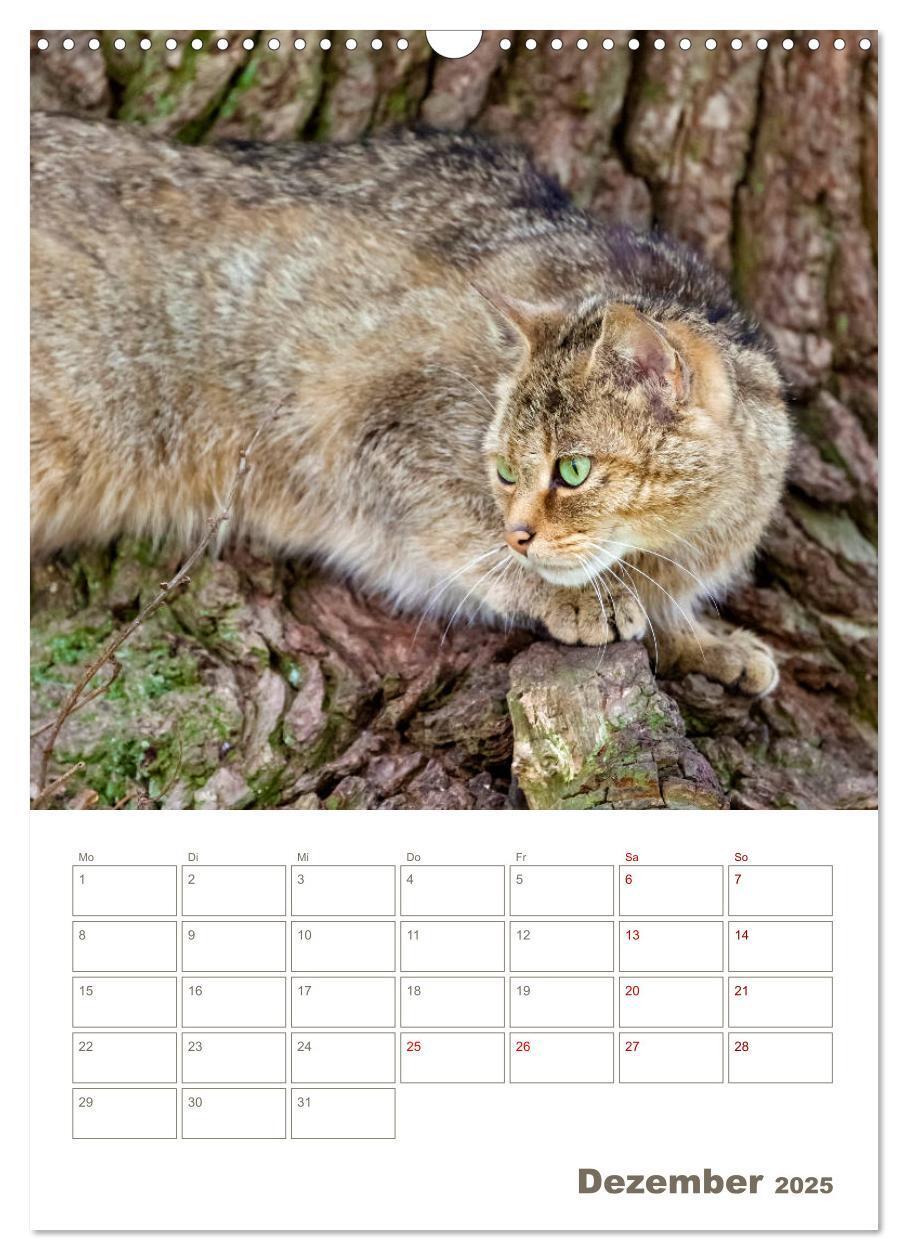 Bild: 9783435982882 | Europäische Wildkatzen - Jahresplaner (Wandkalender 2025 DIN A3...