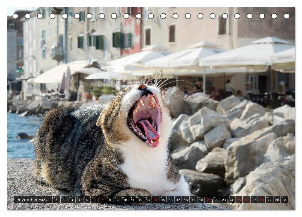 Bild: 9783435575527 | Die Katzen von Rovinj (Tischkalender 2025 DIN A5 quer), CALVENDO...