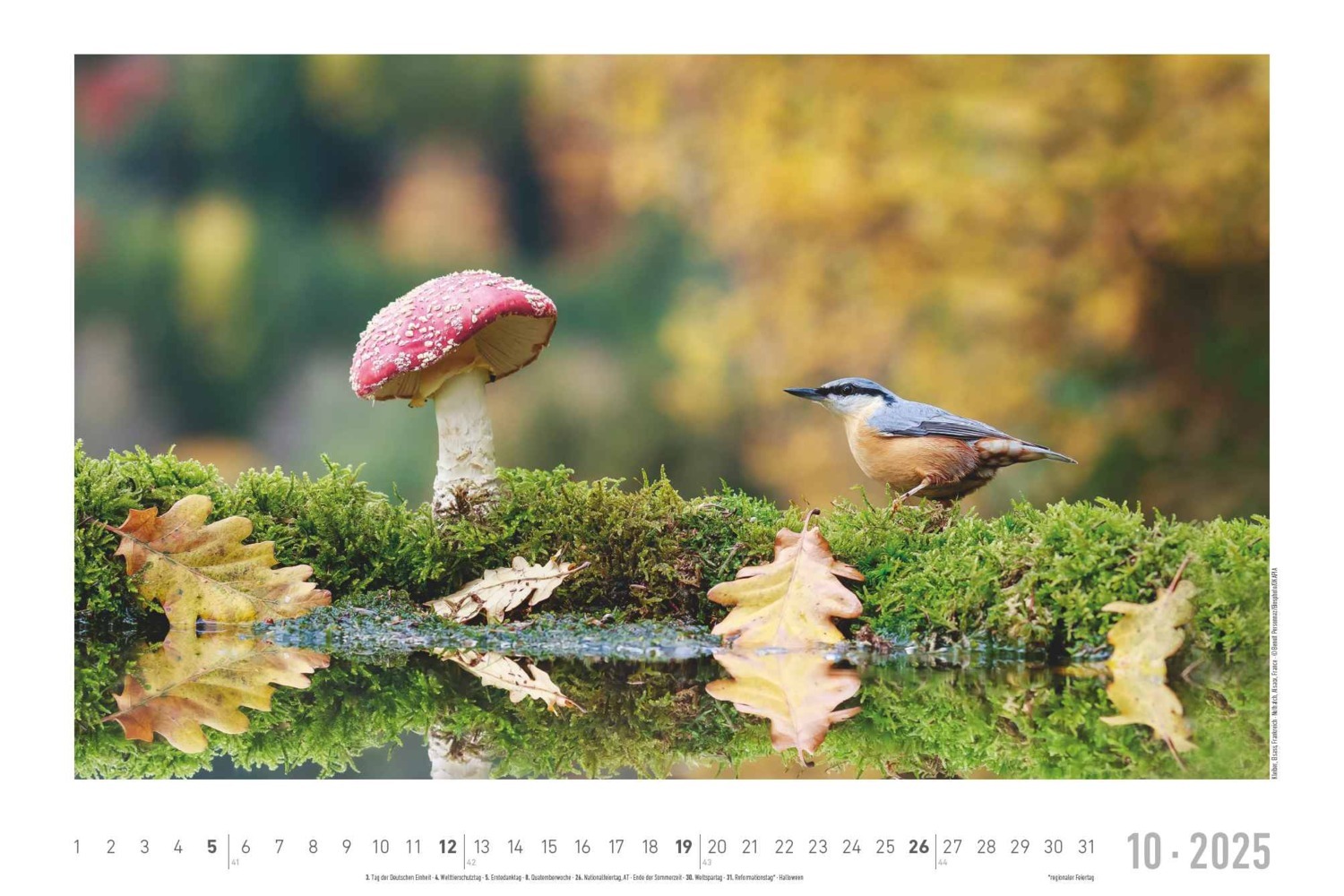 Bild: 4251732342197 | Alpha Edition - Lebensraum Wald 2025 Wandkalender, 49,5x33cm,...