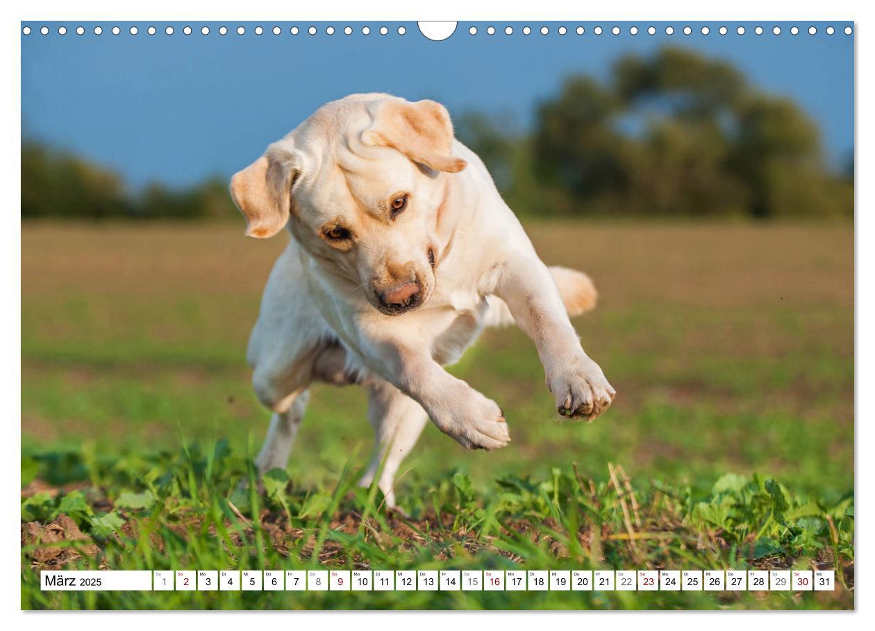 Bild: 9783435312658 | Freund auf 4 Pfoten - Labrador Retriever (Wandkalender 2025 DIN A3...