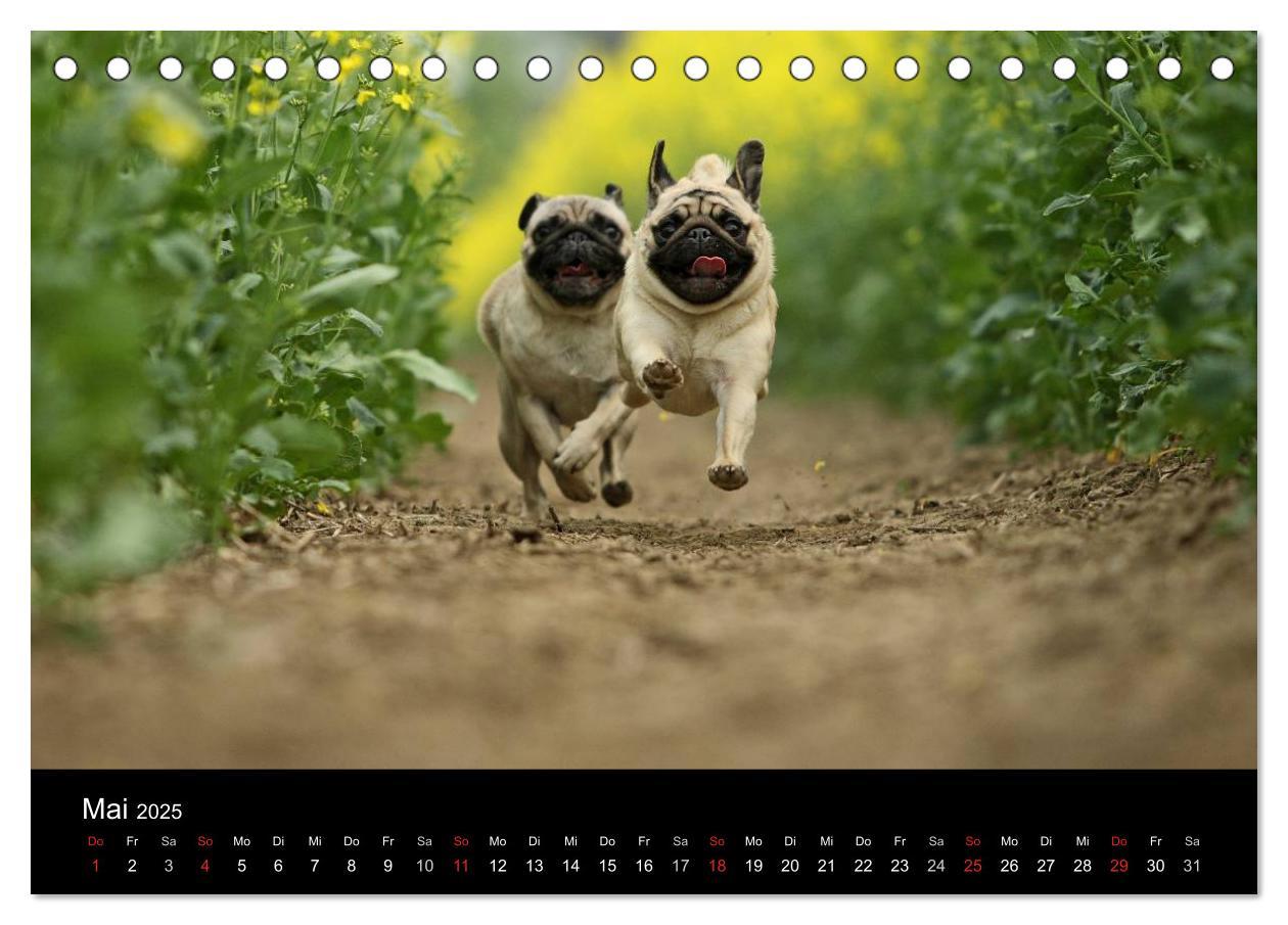 Bild: 9783435768424 | Der MOPS-Kalender (Tischkalender 2025 DIN A5 quer), CALVENDO...