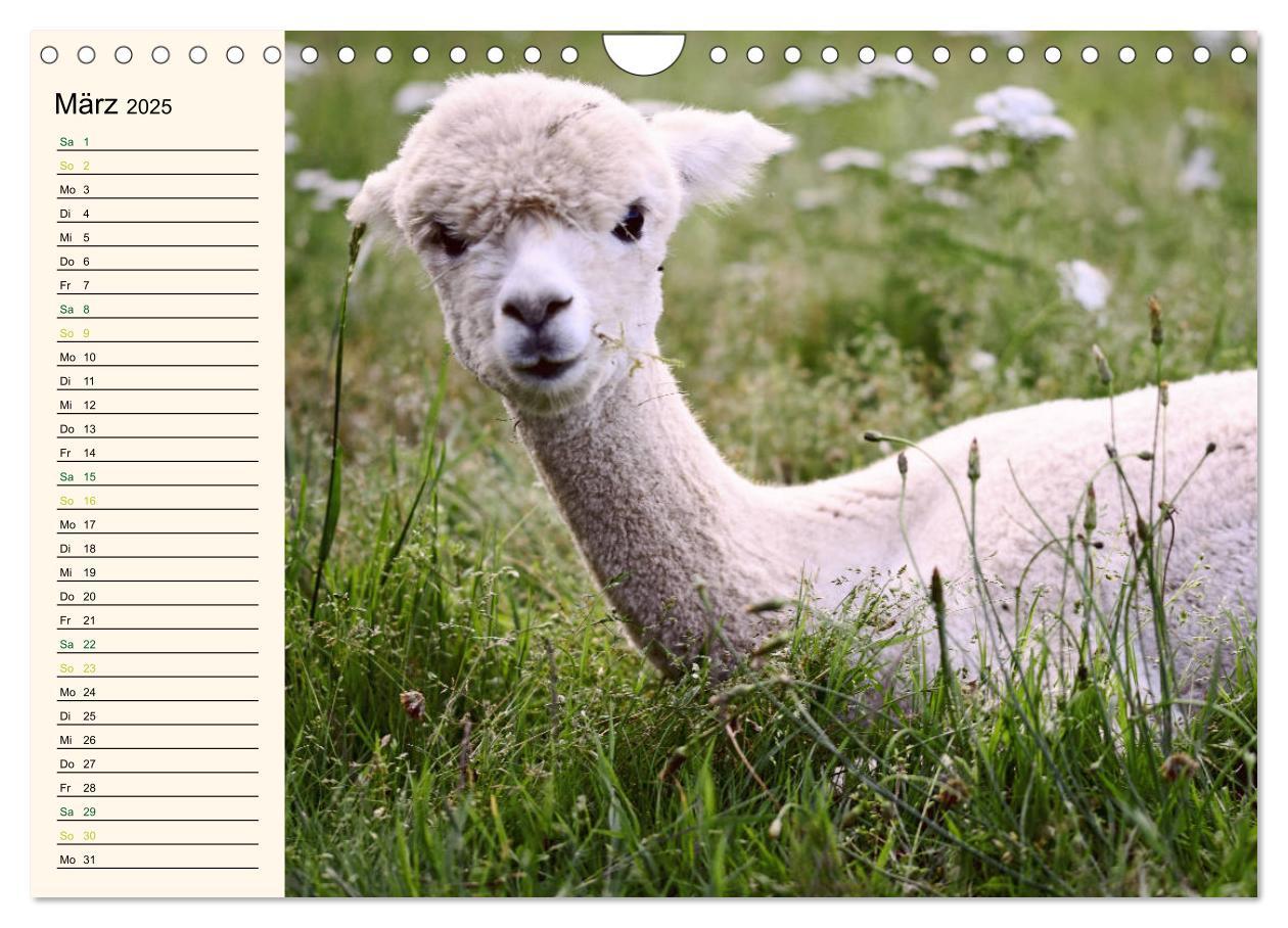 Bild: 9783435301652 | Alpakas im Blumenzauber (Wandkalender 2025 DIN A4 quer), CALVENDO...