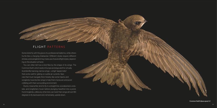 Bild: 9783866907287 | Vogelreich | Hommage an die Vielfalt | Joel Sartore (u. a.) | Buch