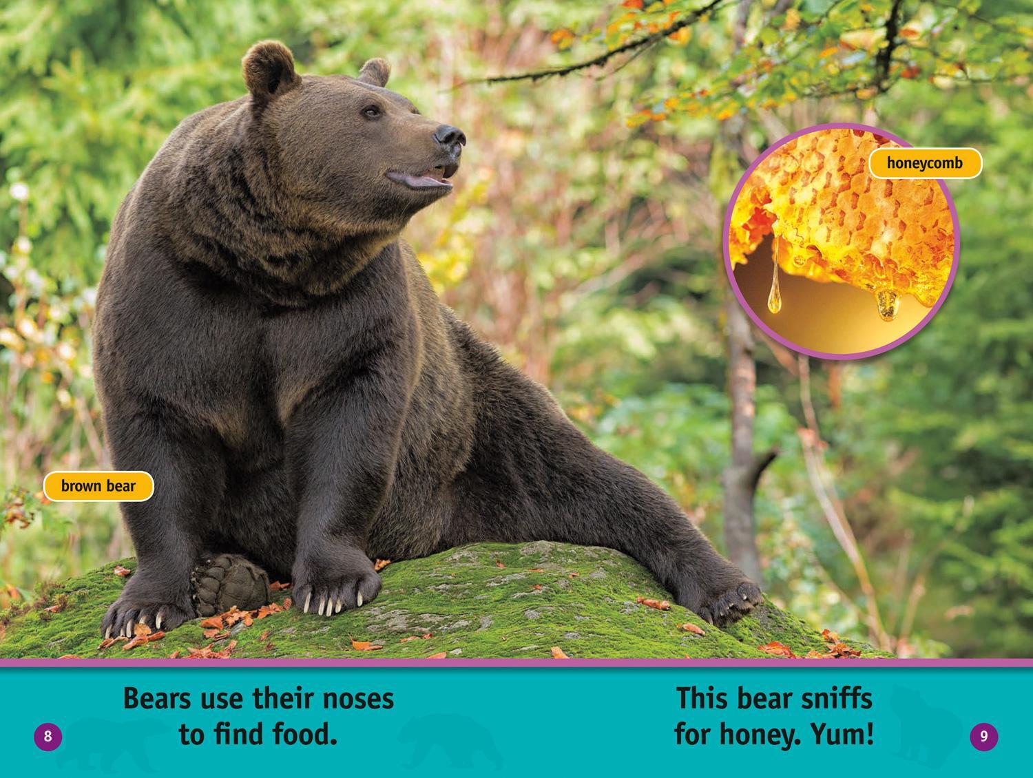 Bild: 9780008422189 | All About Bears | Level 1 | Jennifer Szymanski (u. a.) | Taschenbuch