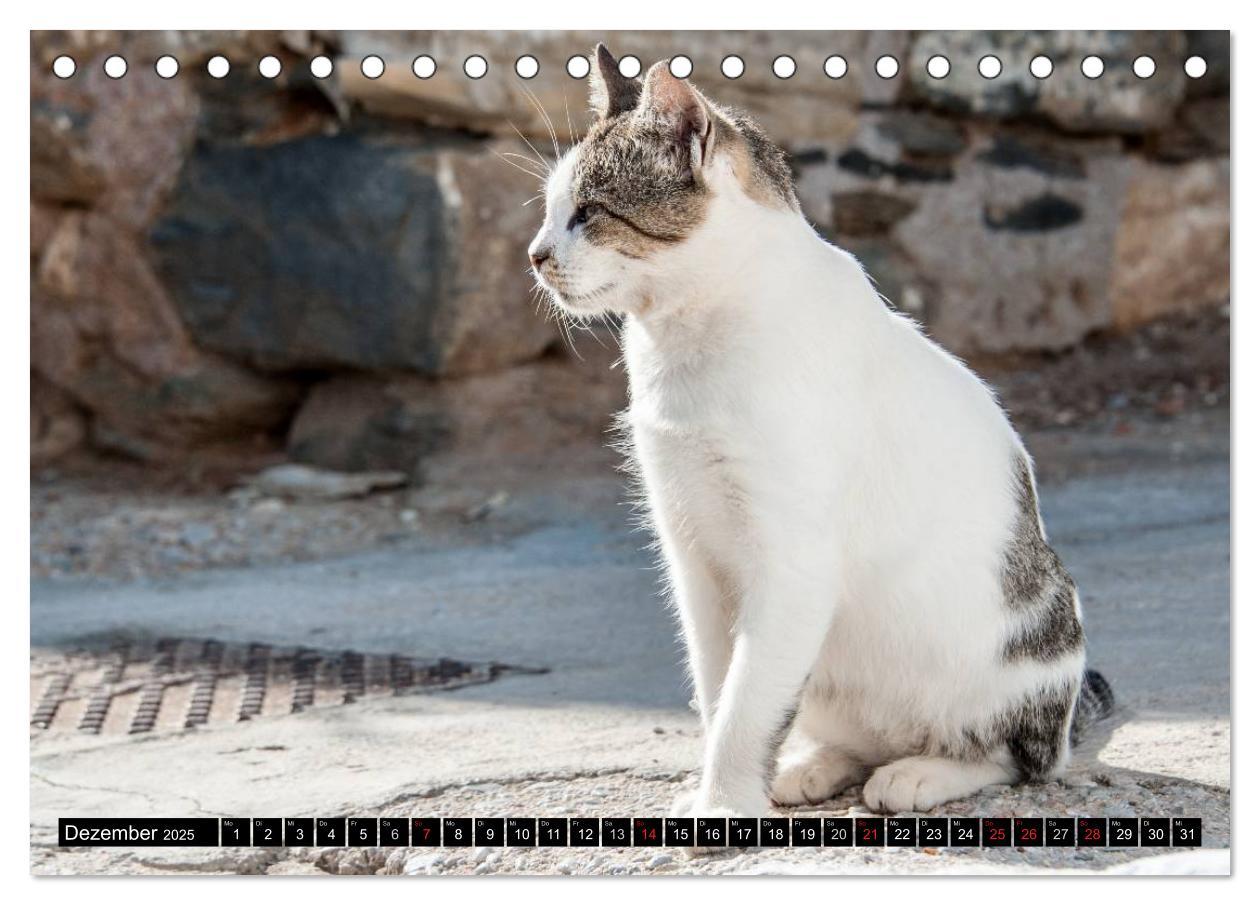 Bild: 9783435757626 | Griechische Katzen (Tischkalender 2025 DIN A5 quer), CALVENDO...