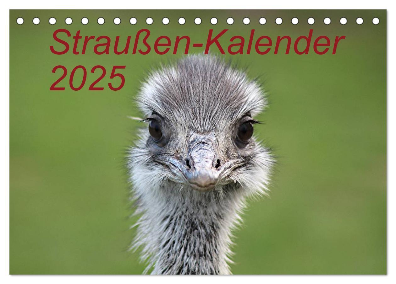 Cover: 9783435799510 | Straußen-Kalender 2025 (Tischkalender 2025 DIN A5 quer), CALVENDO...