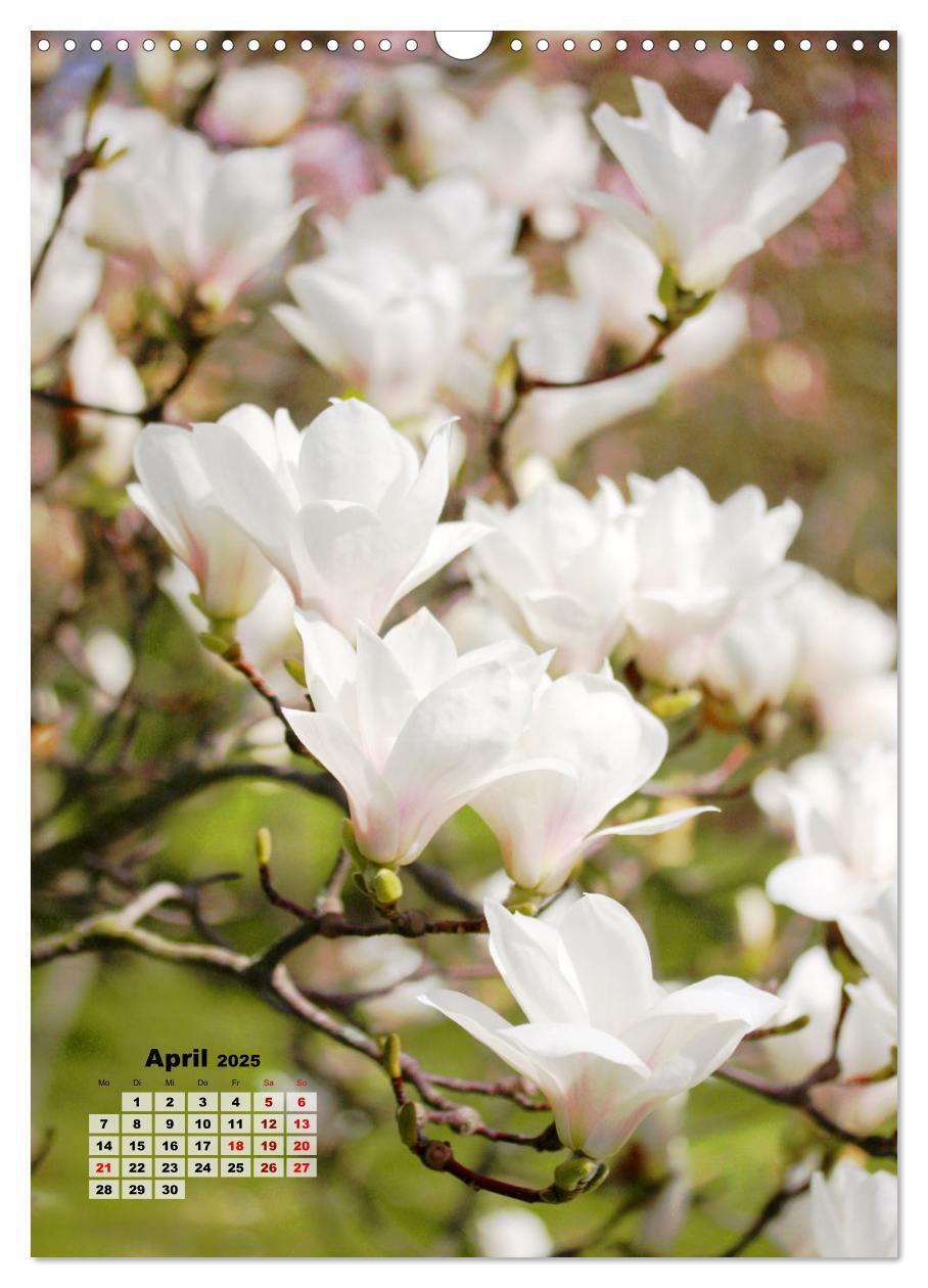 Bild: 9783435924615 | Magnolien Ein Frühlingstraum (Wandkalender 2025 DIN A3 hoch),...