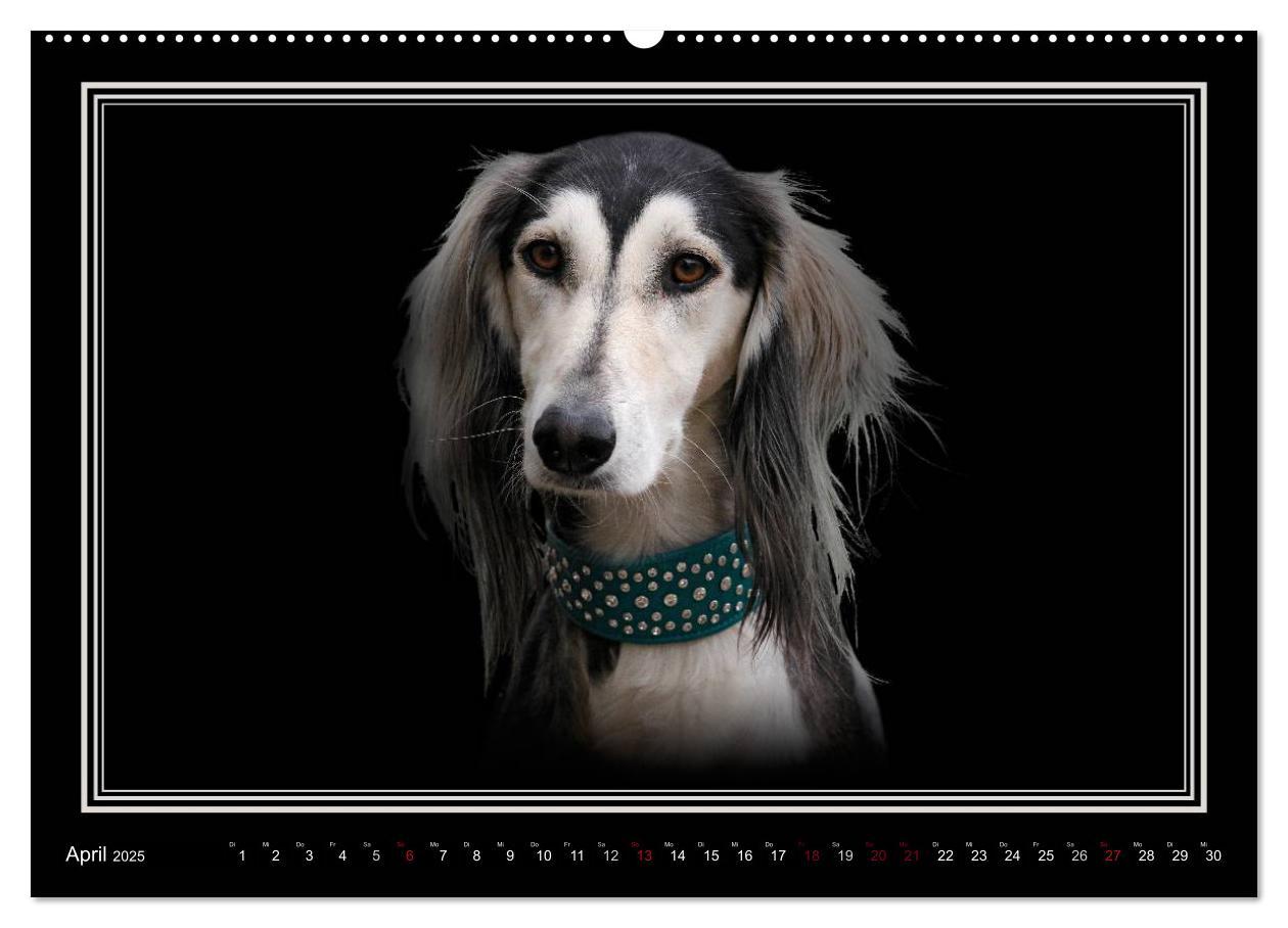 Bild: 9783383823886 | Saluki 2025 (Wandkalender 2025 DIN A2 quer), CALVENDO Monatskalender