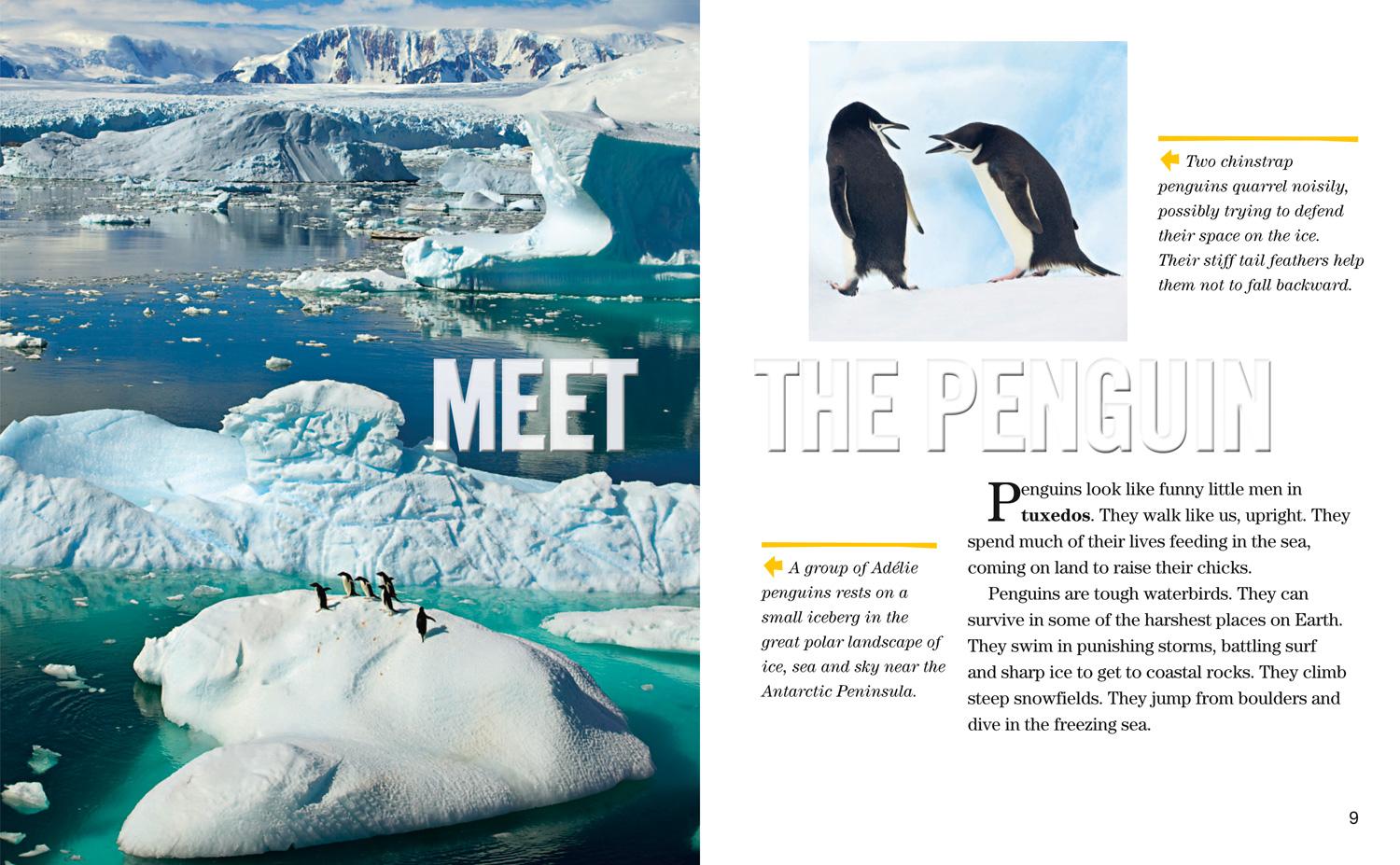 Bild: 9780008358174 | Face to Face with Penguins | Level 6 | John Eastcott (u. a.) | Buch