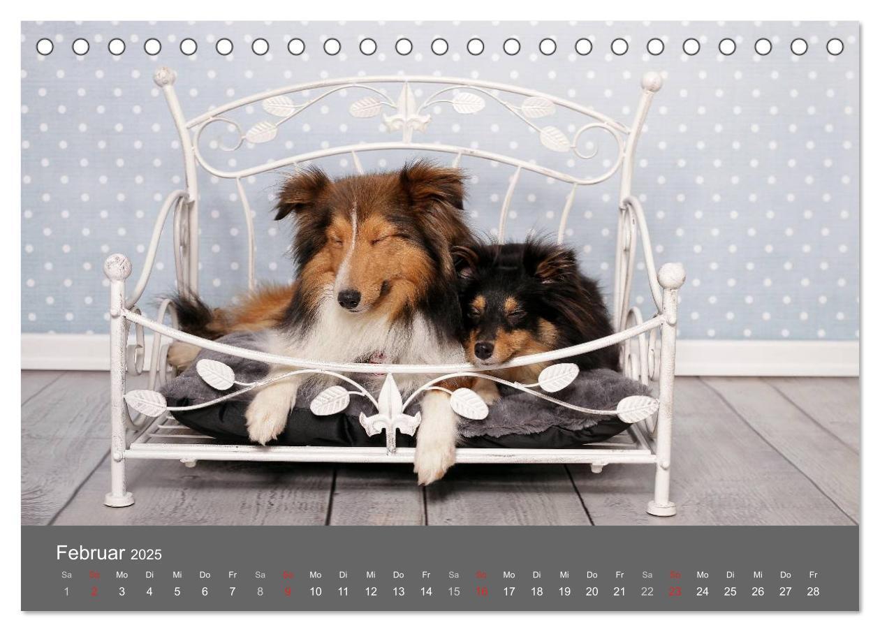 Bild: 9783435709786 | Shelties : Charmeure auf 4 Pfoten (Tischkalender 2025 DIN A5 quer),...