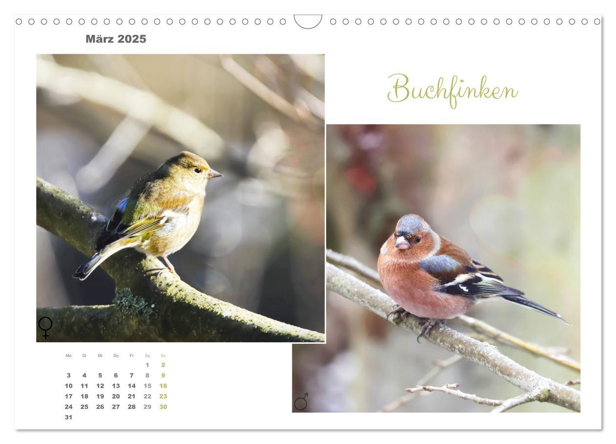 Bild: 9783435059294 | Vogel-Pärchen (Wandkalender 2025 DIN A3 quer), CALVENDO Monatskalender