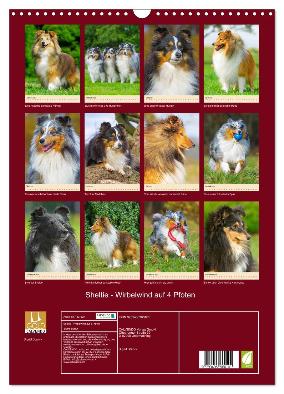 Bild: 9783435960101 | Sheltie - Wirbelwind auf 4 Pfoten (Wandkalender 2025 DIN A3 hoch),...