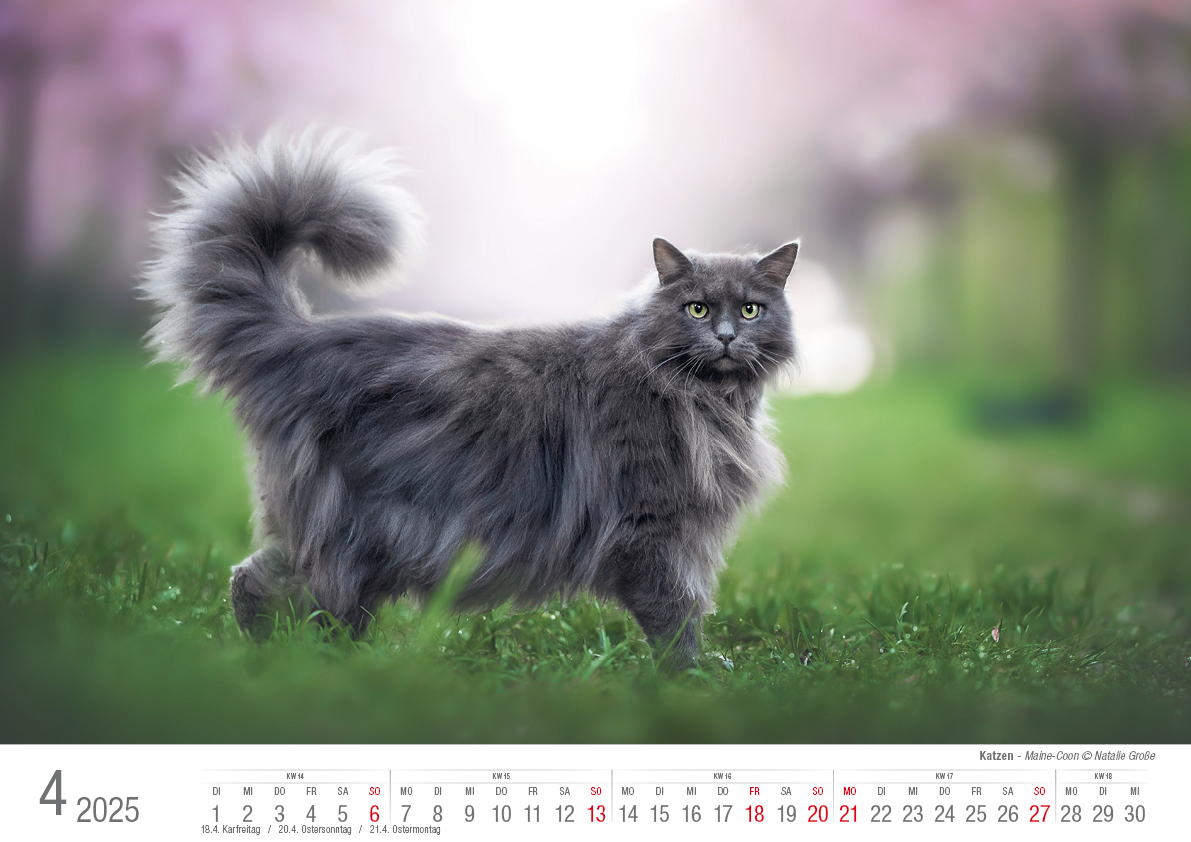 Bild: 9783965352360 | Katzen 2025 Bildkalender A3 quer - Natalie Große | Holger Klaes | 2025