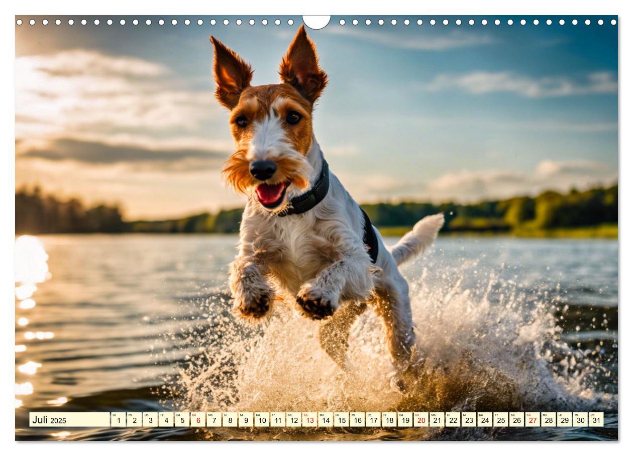 Bild: 9783435694105 | Drahthaar-Foxterrier (Wandkalender 2025 DIN A3 quer), CALVENDO...