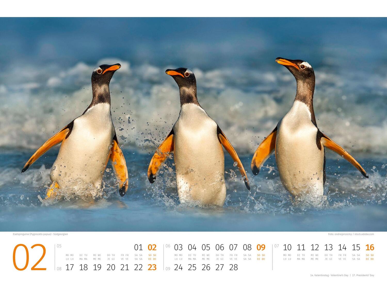 Bild: 9783838425894 | Pinguine Kalender 2025 | Ackermann Kunstverlag | Kalender | 14 S.