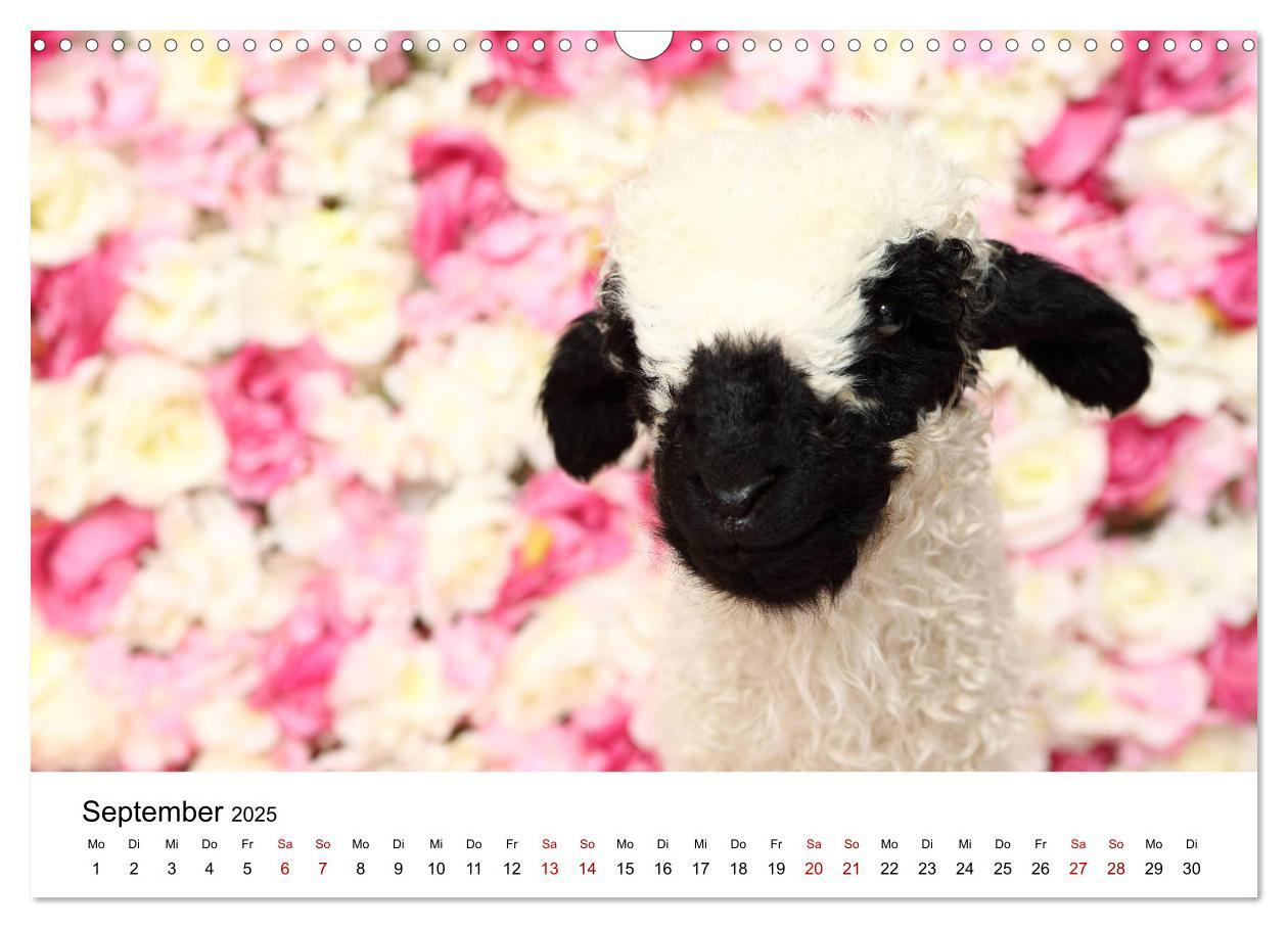 Bild: 9783435327034 | Walliser Schwarznasenschaf Valais Blacknose Sheep (Wandkalender...