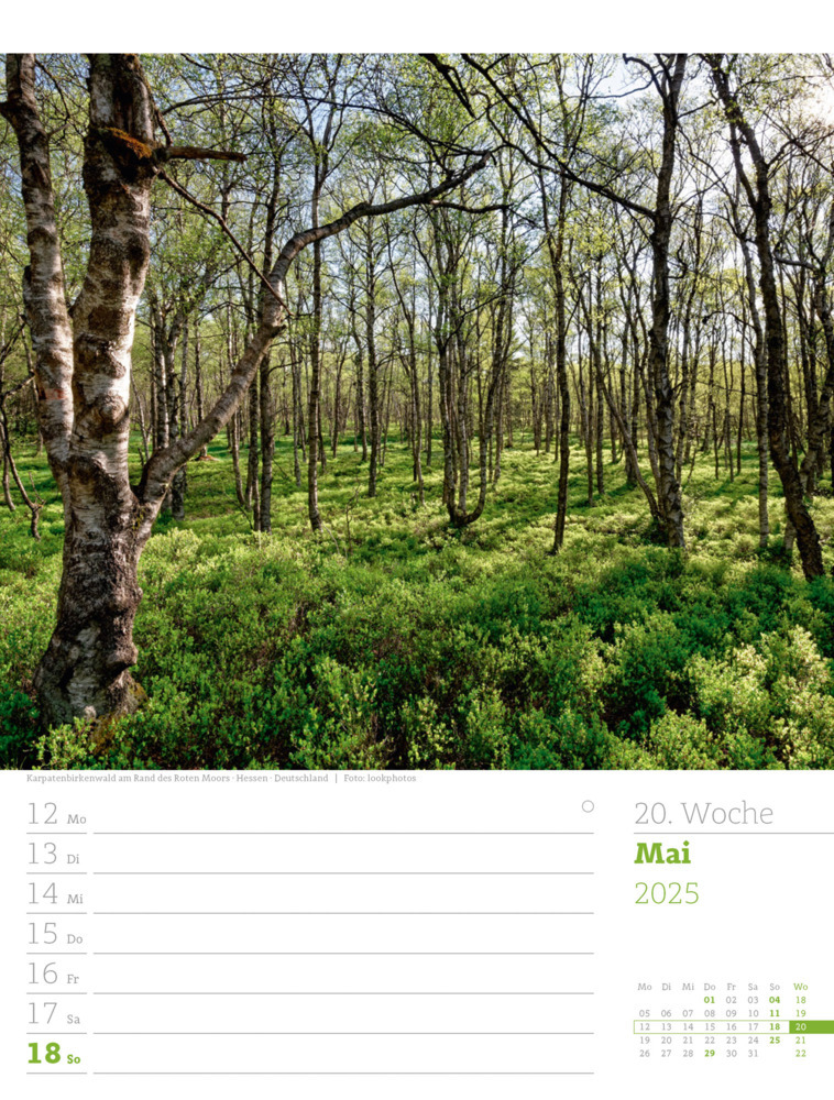 Bild: 9783838425979 | Unser Wald - Wochenplaner Kalender 2025 | Ackermann Kunstverlag | 2025